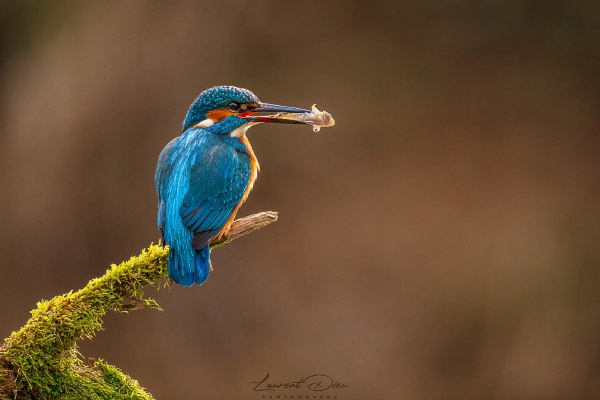 Martin-pêcheur d´Europe (Alcedo atthis) Common Kingfisher.